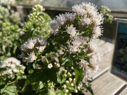 Fragrant White Mistflower