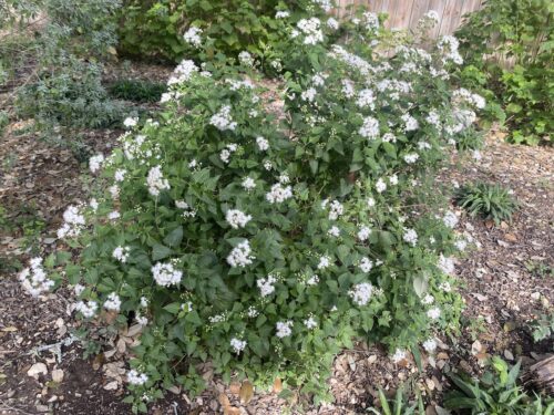 Fragrant White Mistflower in bloom. 