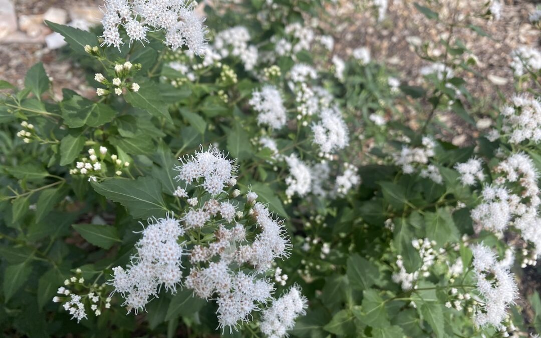 Fragrant White Mistflower: A Late Season, Native, Nectar Source