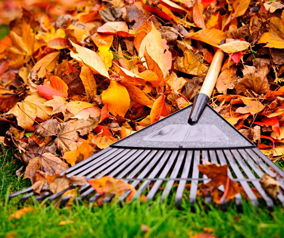 raking-leaves Raking leaves