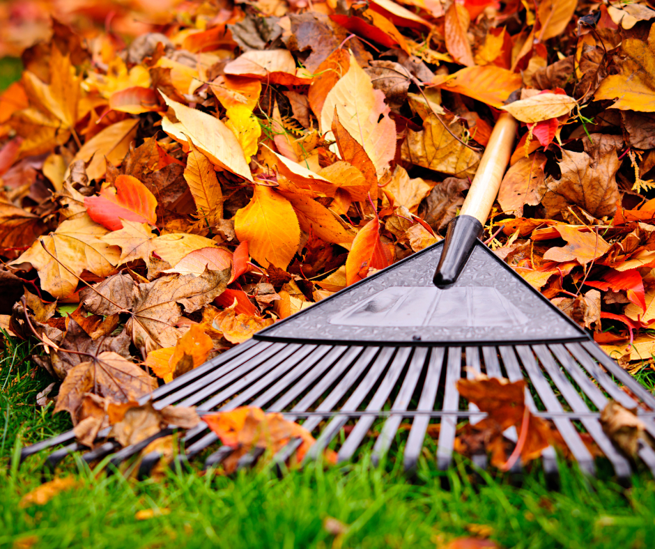 Raking leaves