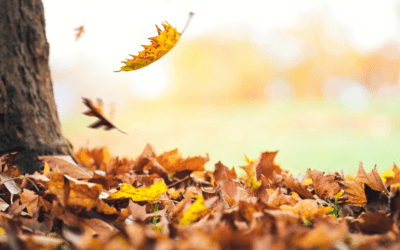 The Importance of Fallen Leaves: Golden Garden Gifts!