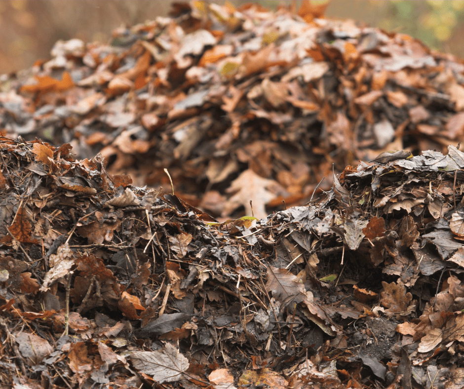 leaf-mulch Leaf mulch