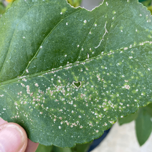 scale Scale on citrus leaf