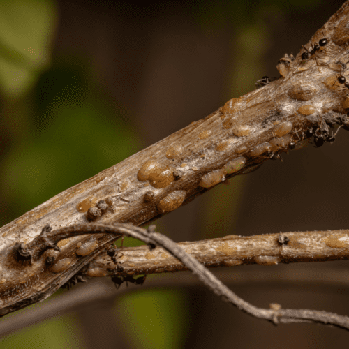 pests Pests on limbs