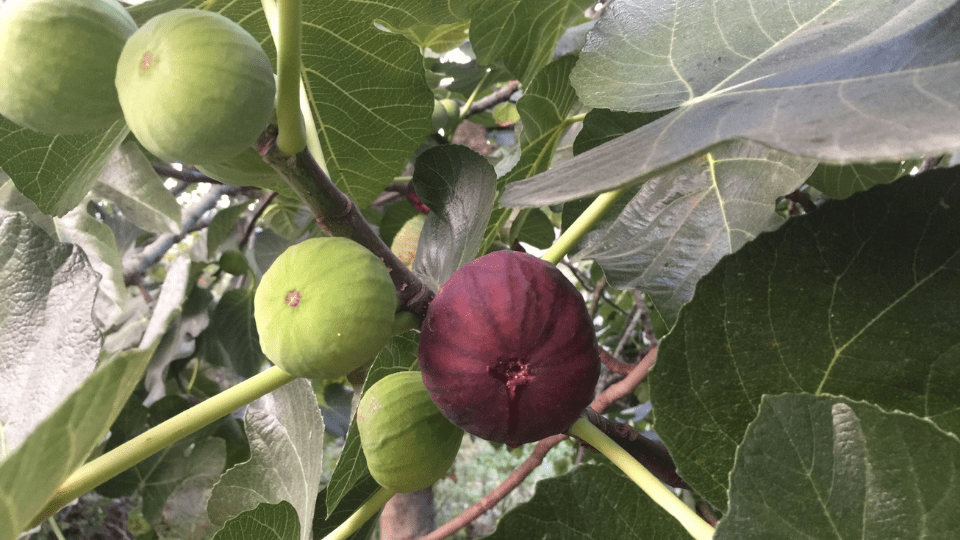 Fig Tree