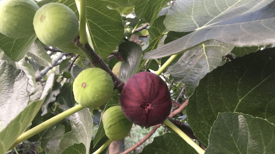 fig-tree Fig Tree