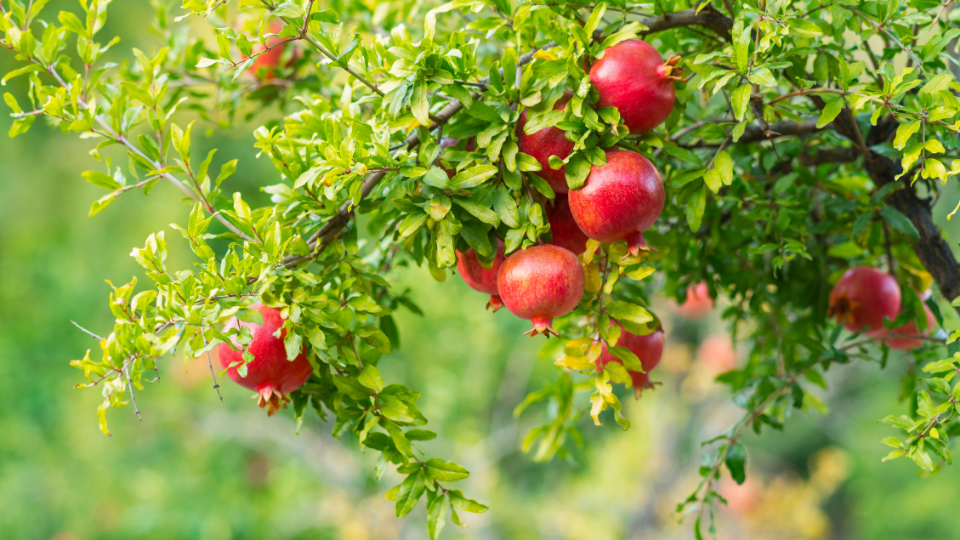 hardy-fruit-trees-pomegranate Pomegranates are great hardy fruit tress for San Antonio