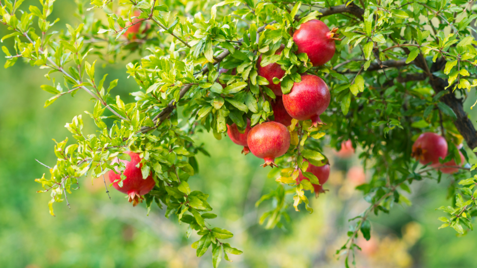 Pomegranates are great hardy fruit tress for San Antonio