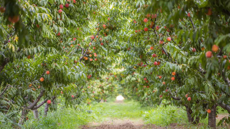 Peach tree orchard