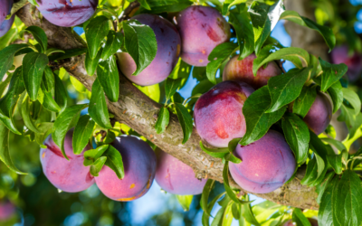Hardy Fruit Trees: Facts For Making Good Choices