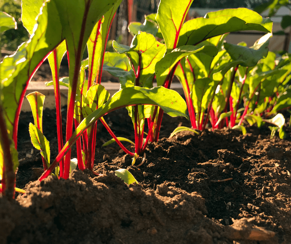 beets Thinning beets