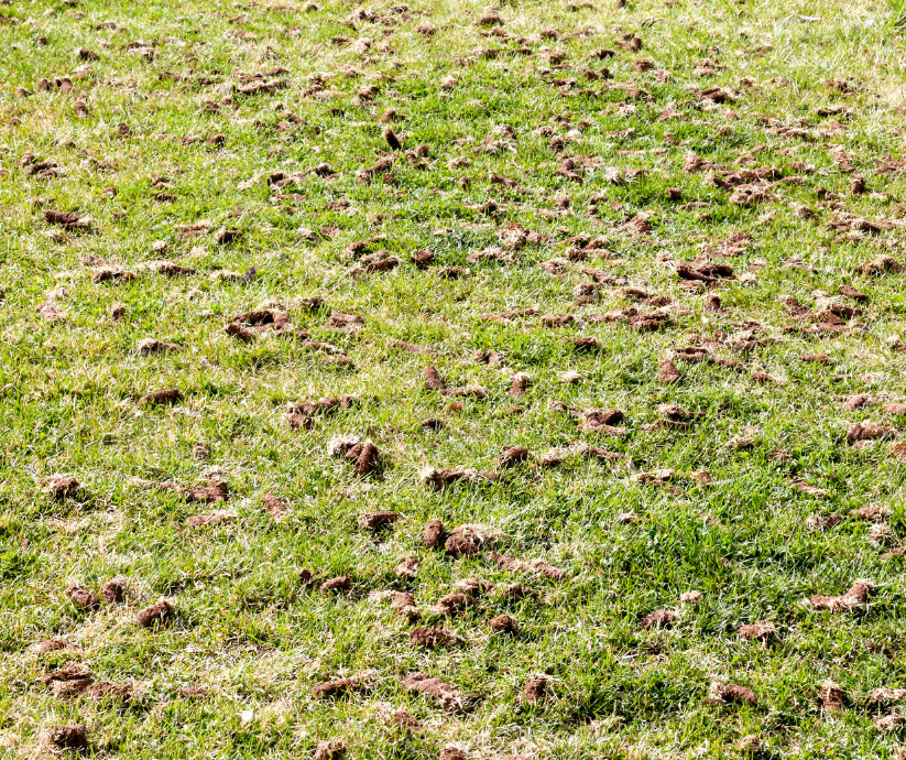 Core aeration in lawn