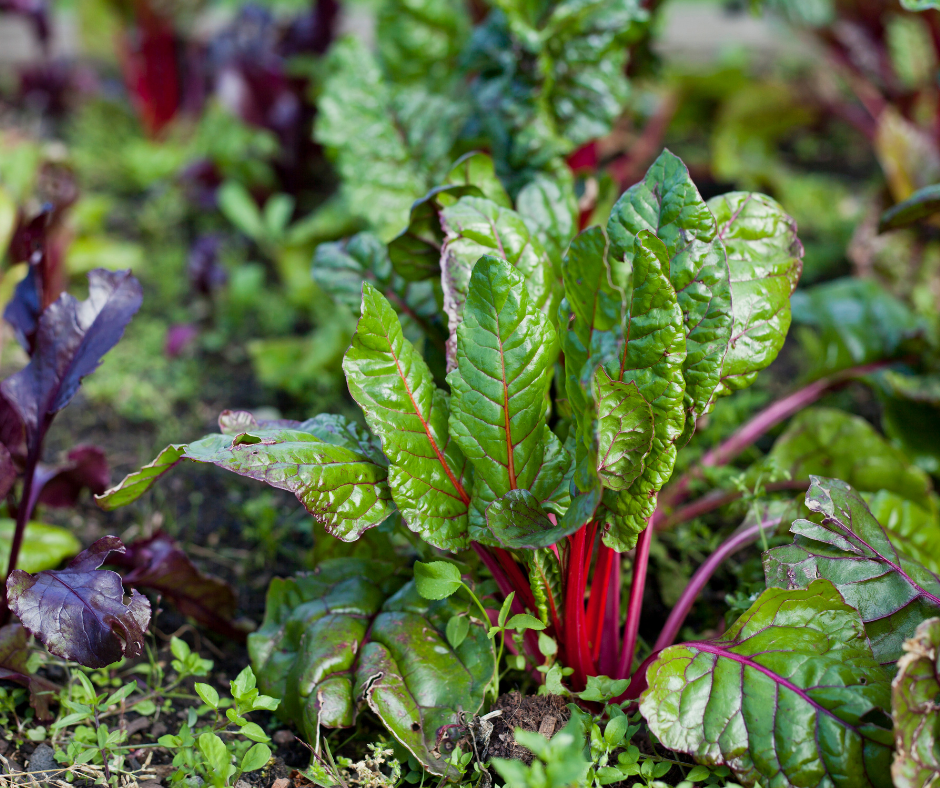 beet-greens Beet greens