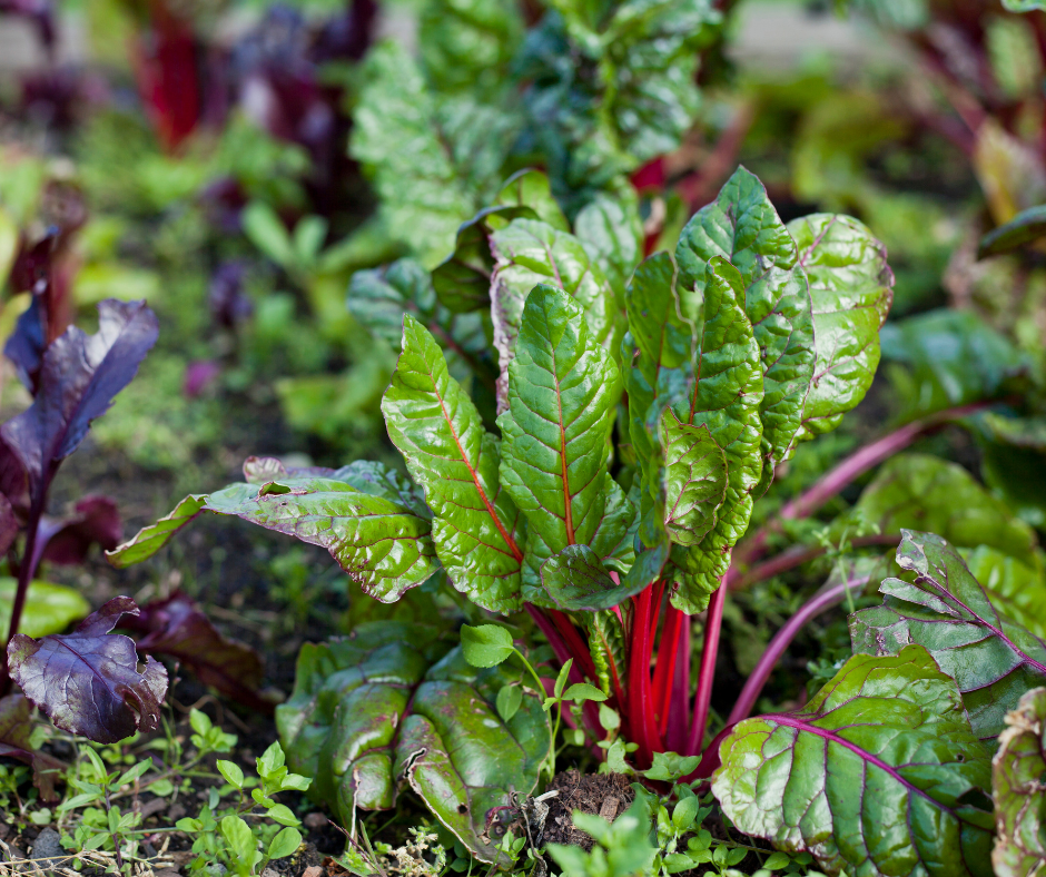 Beet greens