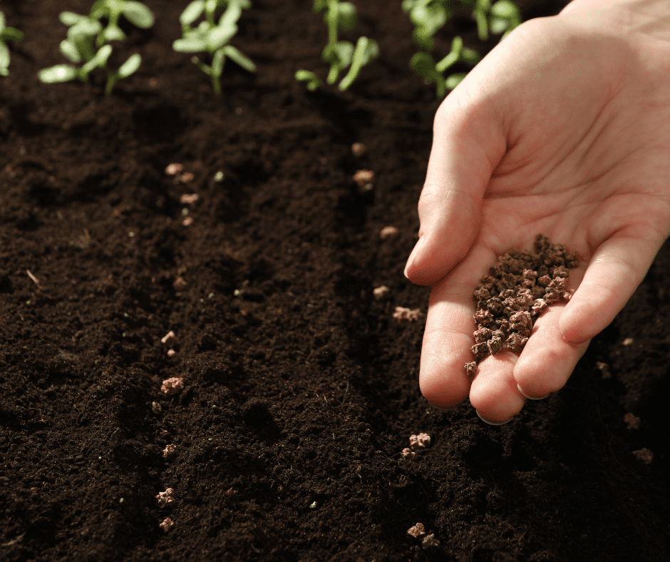 Planting beets by seed