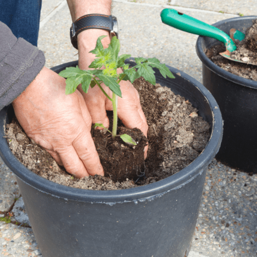tomato-bump Bumping up tomatoes