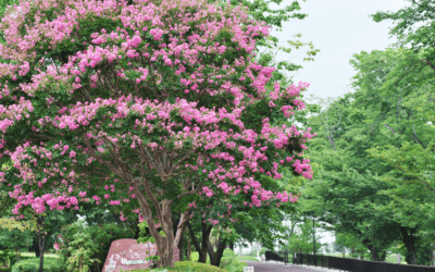 How to Properly Prune Crape Myrtles: Do’s and Don’ts