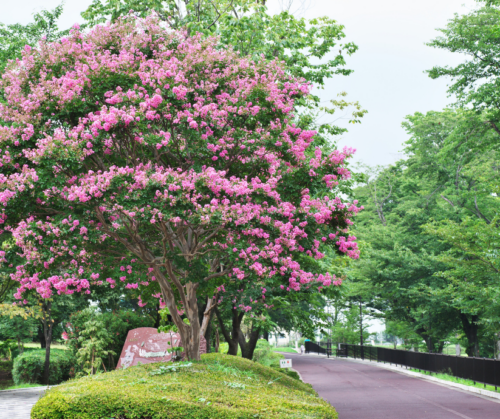 crape-myrtles Crape Myrtles