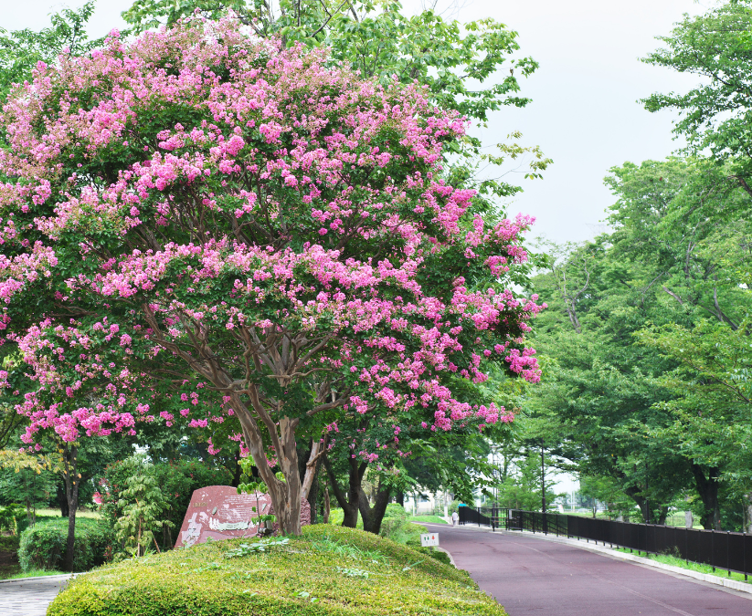 How to Properly Prune Crape Myrtles: Do’s and Don’ts