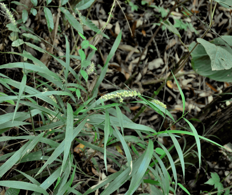 sticker-burs-grass-burs-preemergent-weeds