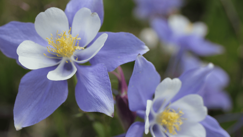 Close up of columbine short lived perennials.