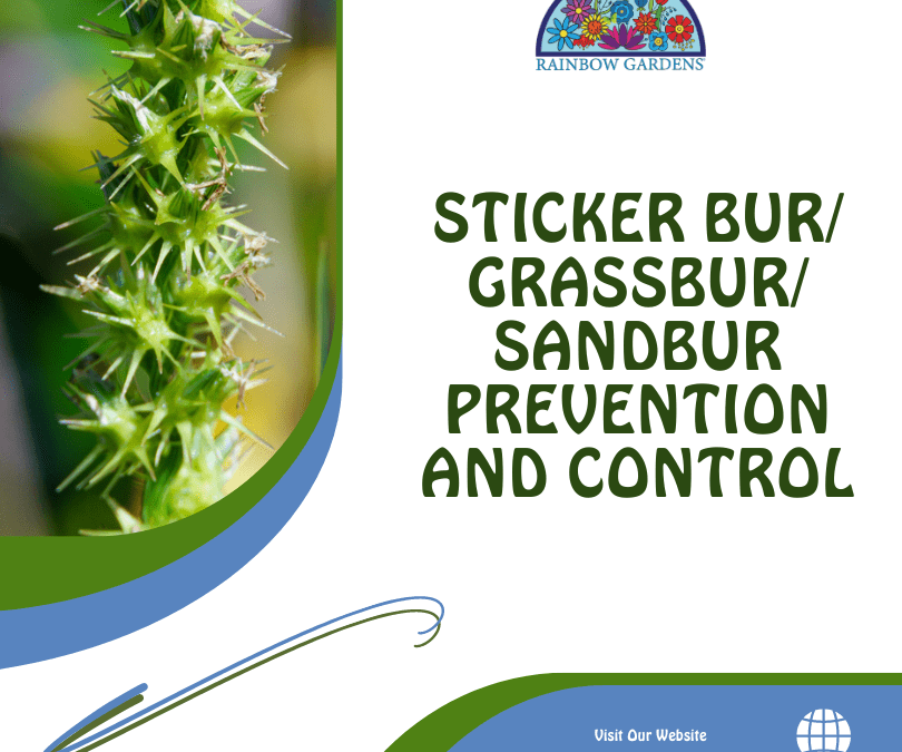 Preventing and Controlling Sticker Burs, Grass Burs, Sandburs