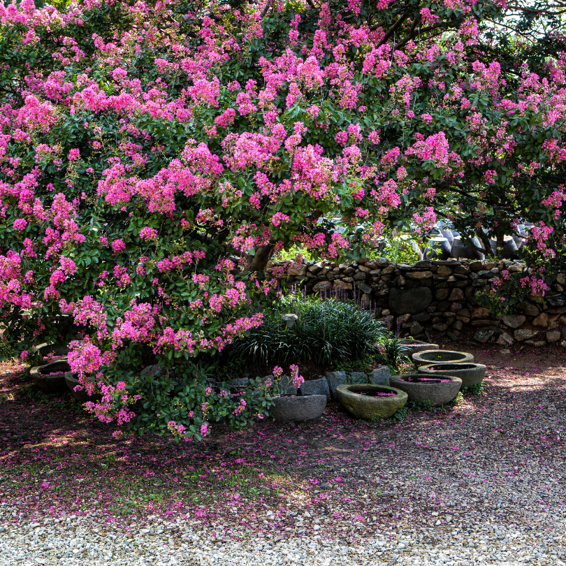 Ornamental-tree Ornamental tree
