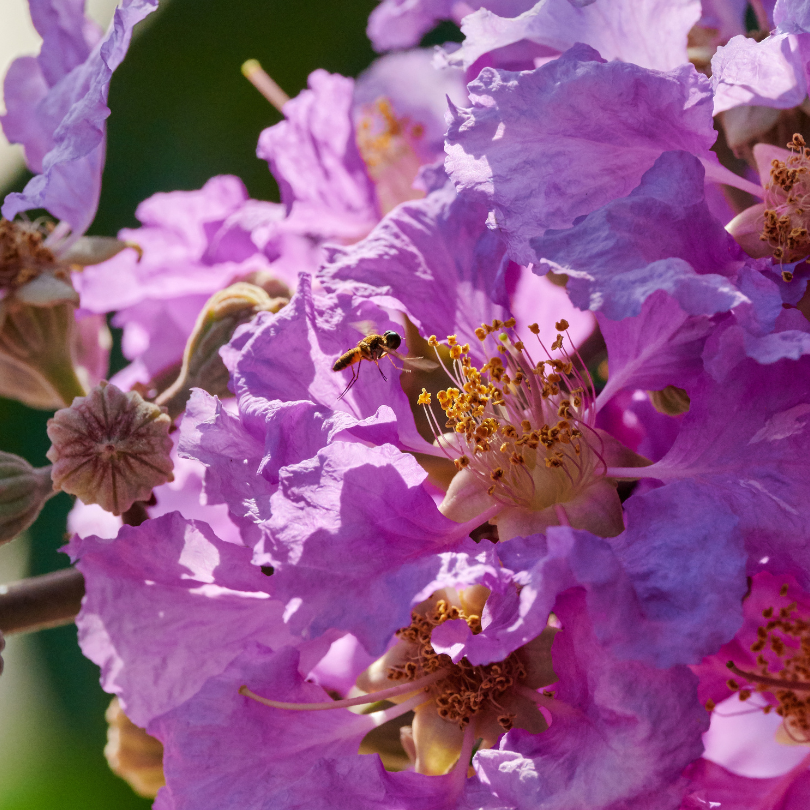 crape-myrtle Close up crape myrtle