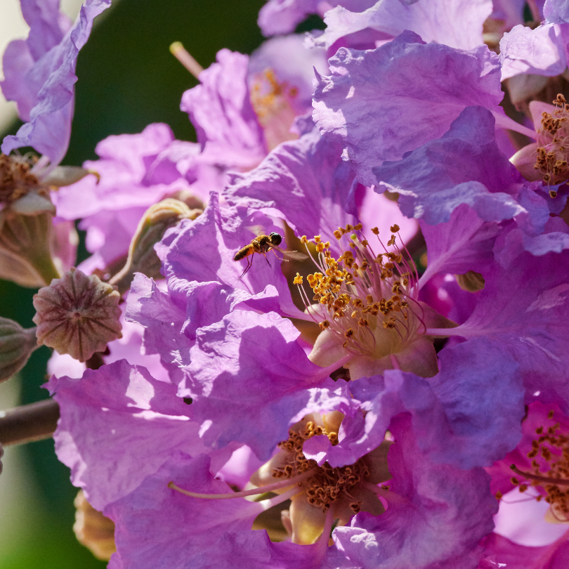 Choosing Crape Myrtle Colors In Summer in San Antonio | Rainbow Gardens