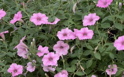 Bubblegum® Petunias: Tons of Blooms in a very Hardy Annual