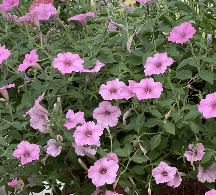 Bubblegum® Petunias: Tons of Blooms in a very Hardy Annual