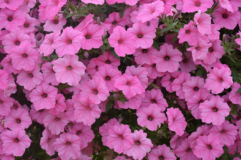 bubblegum-petunia Bubblegum petunia close up.