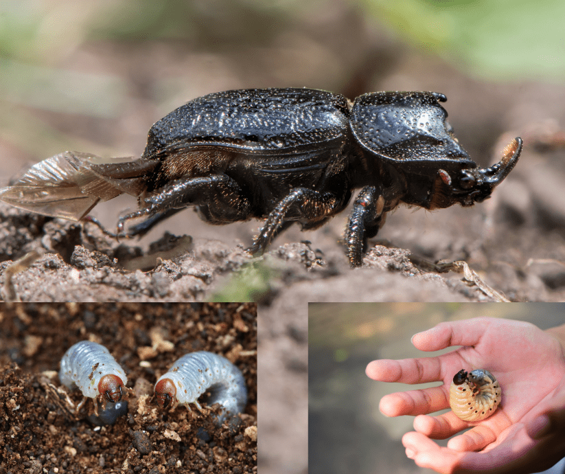 Rhinoceros beetle and grubs