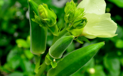 Growing Okra in San Antonio, Texas