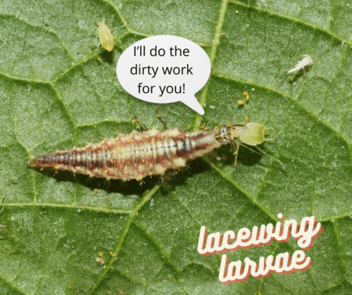 Beneficial insects can control garden pests