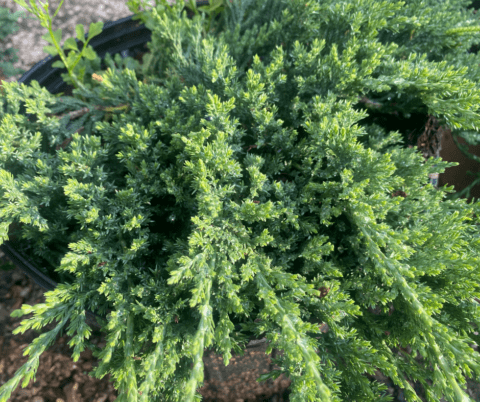 Evergreen junipers for structure and texture in landscapes.