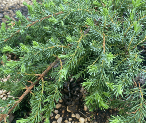 evergreen-groundcovers evergreen groundcovers