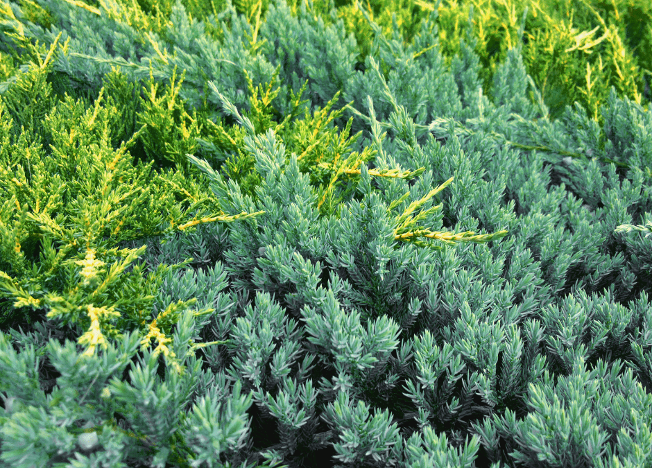 Junipers: Texture and Beauty in a Low Maintenance Groundcover