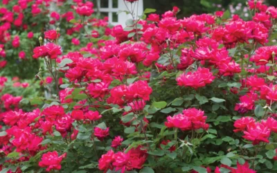 Knock Out®: Bold Color, Resilient, Low Maintenance Roses
