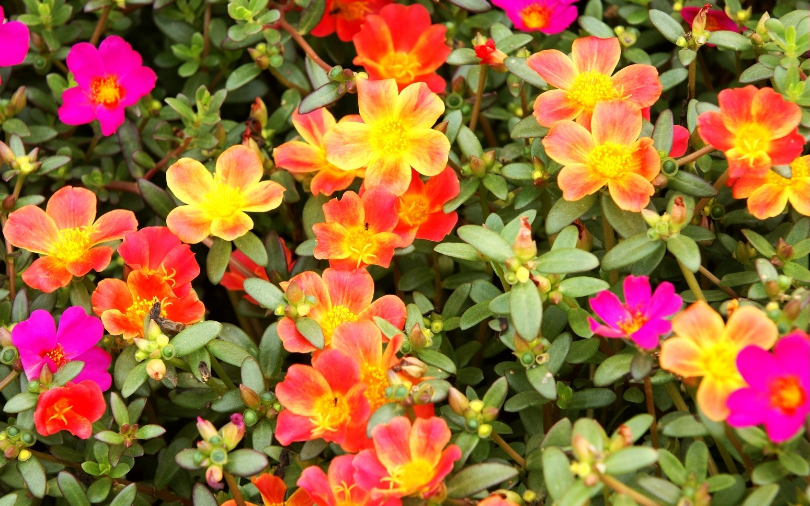 Purslane is a Hot Weather Performer for San Antonio Gardens.