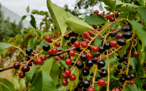 Pollinator Friendly, Texas Native, Escarpment Black Cherry Trees.