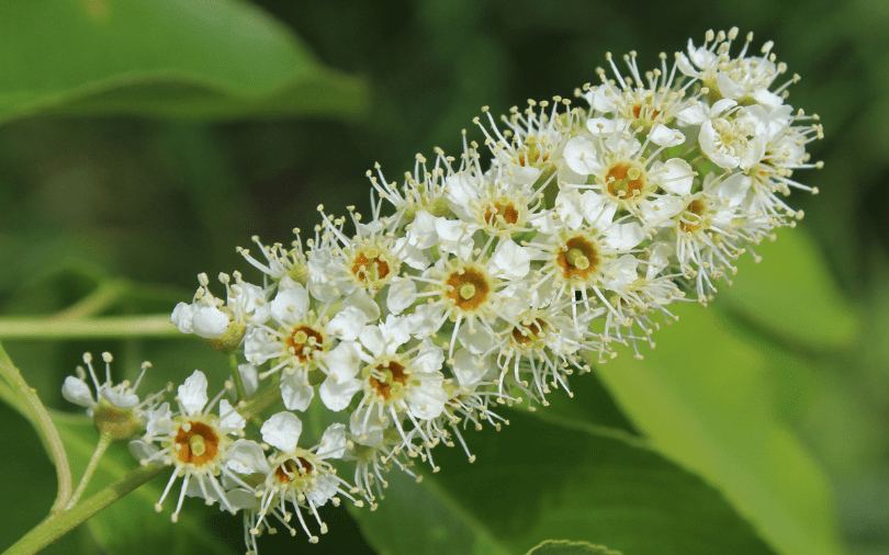 blossoms-fruit Flowers on cherry tree