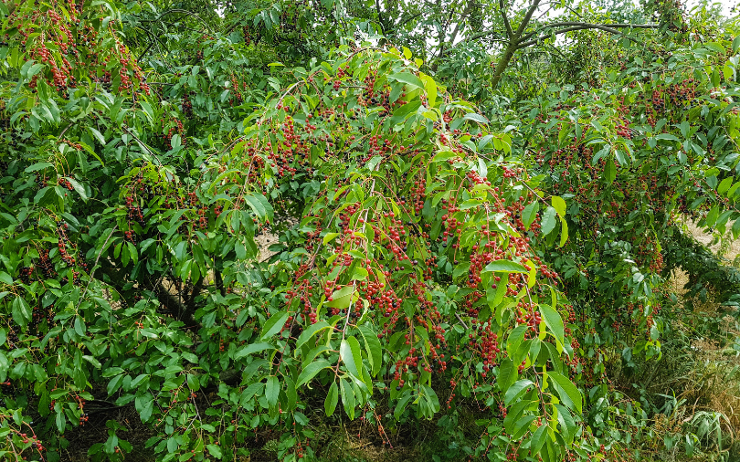 Escarpment-Black-Cherry Escarpment Black Cherry