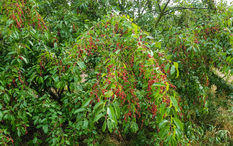 Pollinator Friendly, Texas Native, Escarpment Black Cherry Trees.