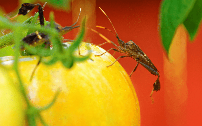 Pests and insects on tomato