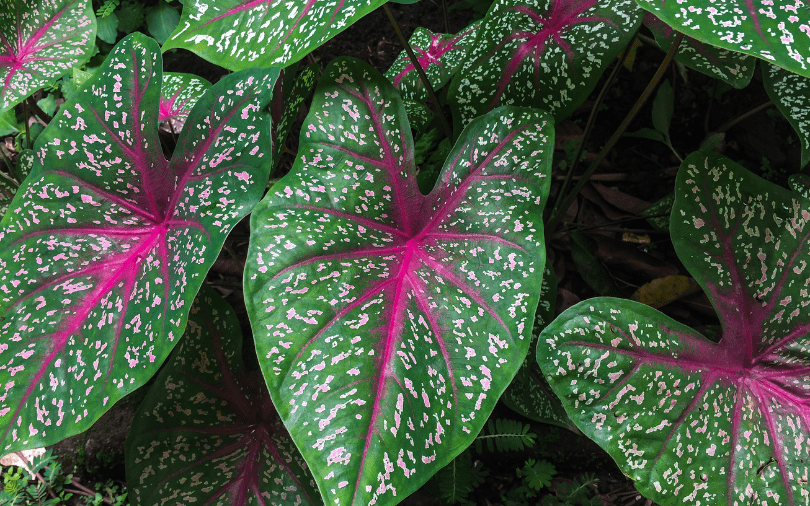 Growing Caladiums in San Antonio and South Texas Areas