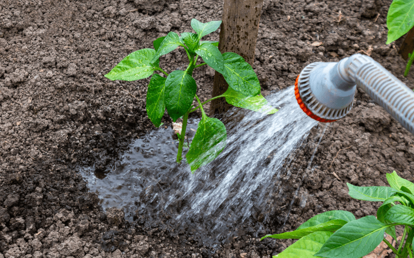 Summer-watering watering plants in summer