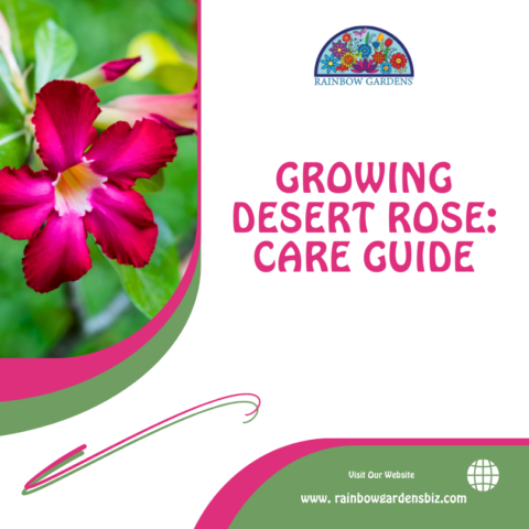 Growing Desert Rose Care Guide Rainbow Gardens