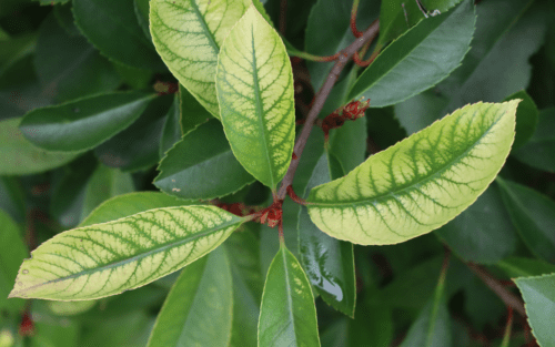 Iron-chlorosis The start of a chlorotic plant that could use some iron.